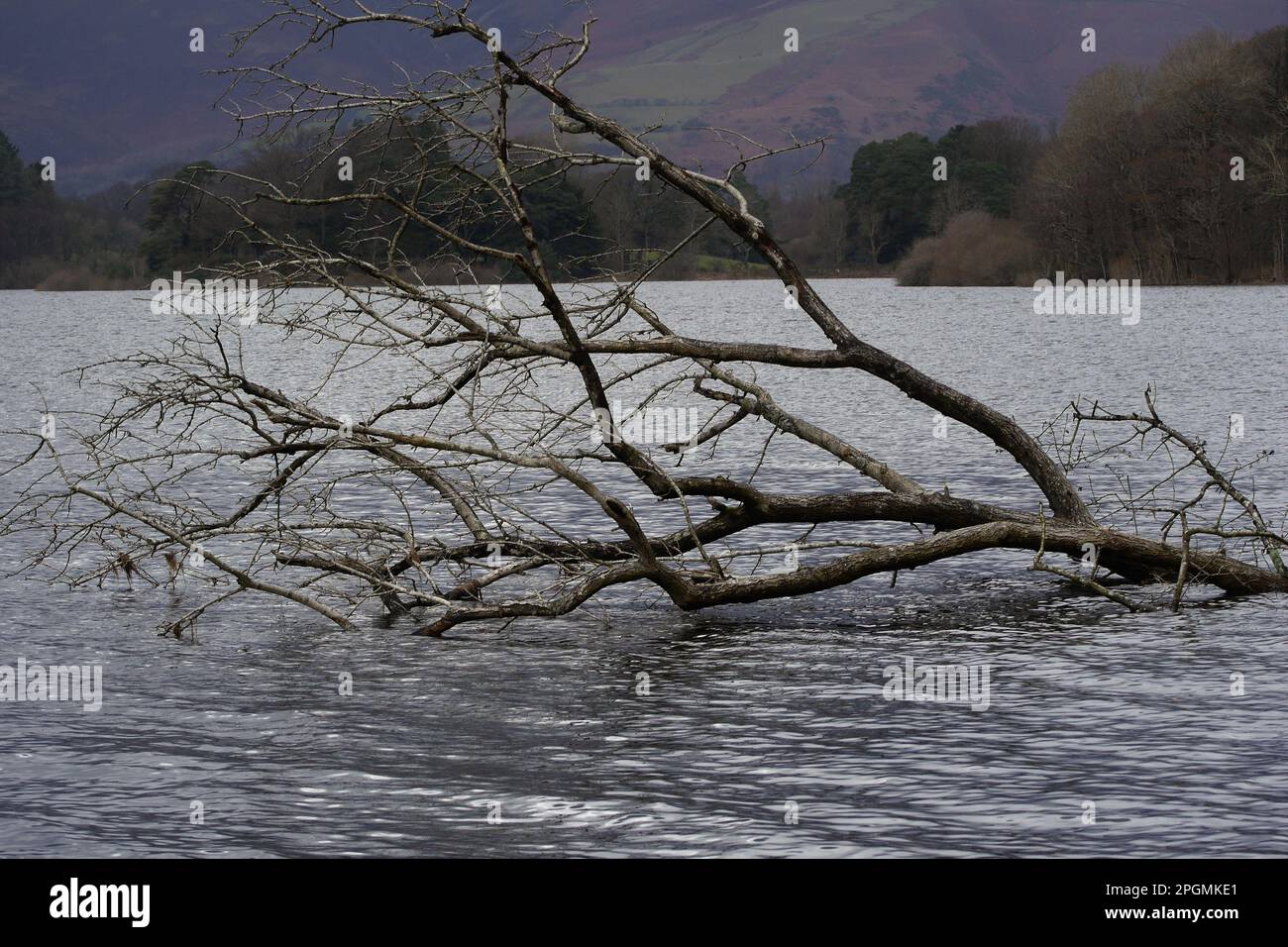 Falled Tree in Derwentwater, Lake District National Park, Cumbria, England, Großbritannien Stockfoto