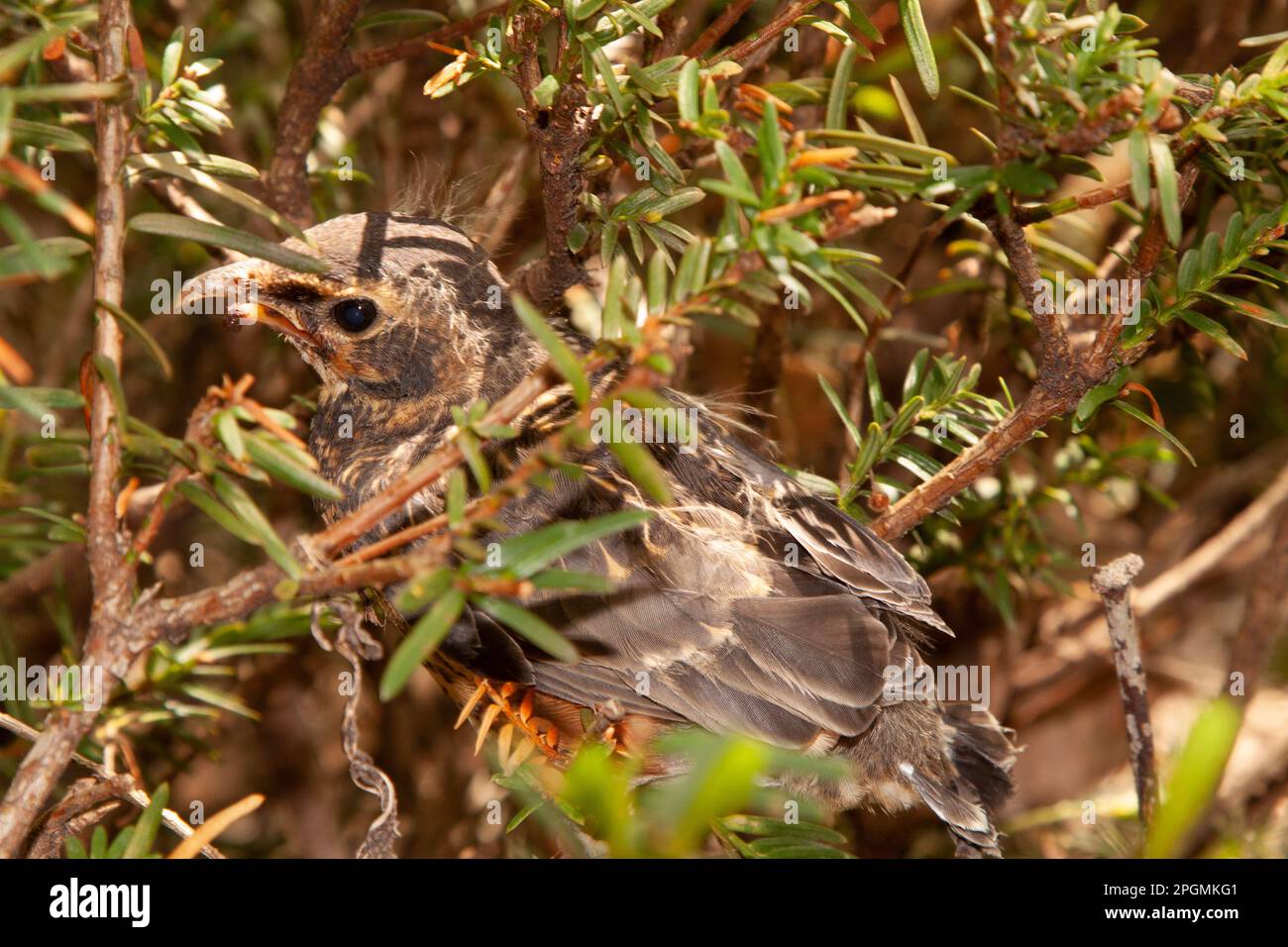 Juvenile Robin in Yew Bush Stockfoto