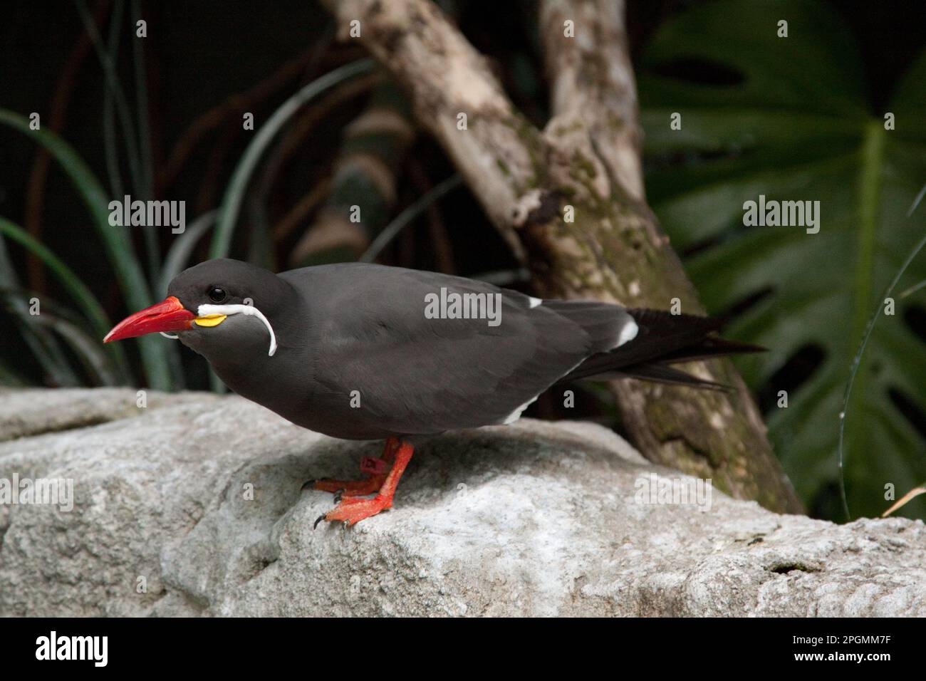 Inka Tern im Zoo gefangen genommen Stockfoto