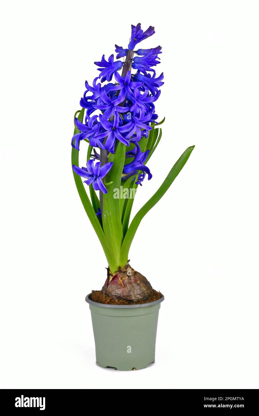 Hyazinthen-Pflanze „Hyacinthus Blue Pearl“ mit blauen blühenden Blüten im Topf auf weißem Hintergrund Stockfoto