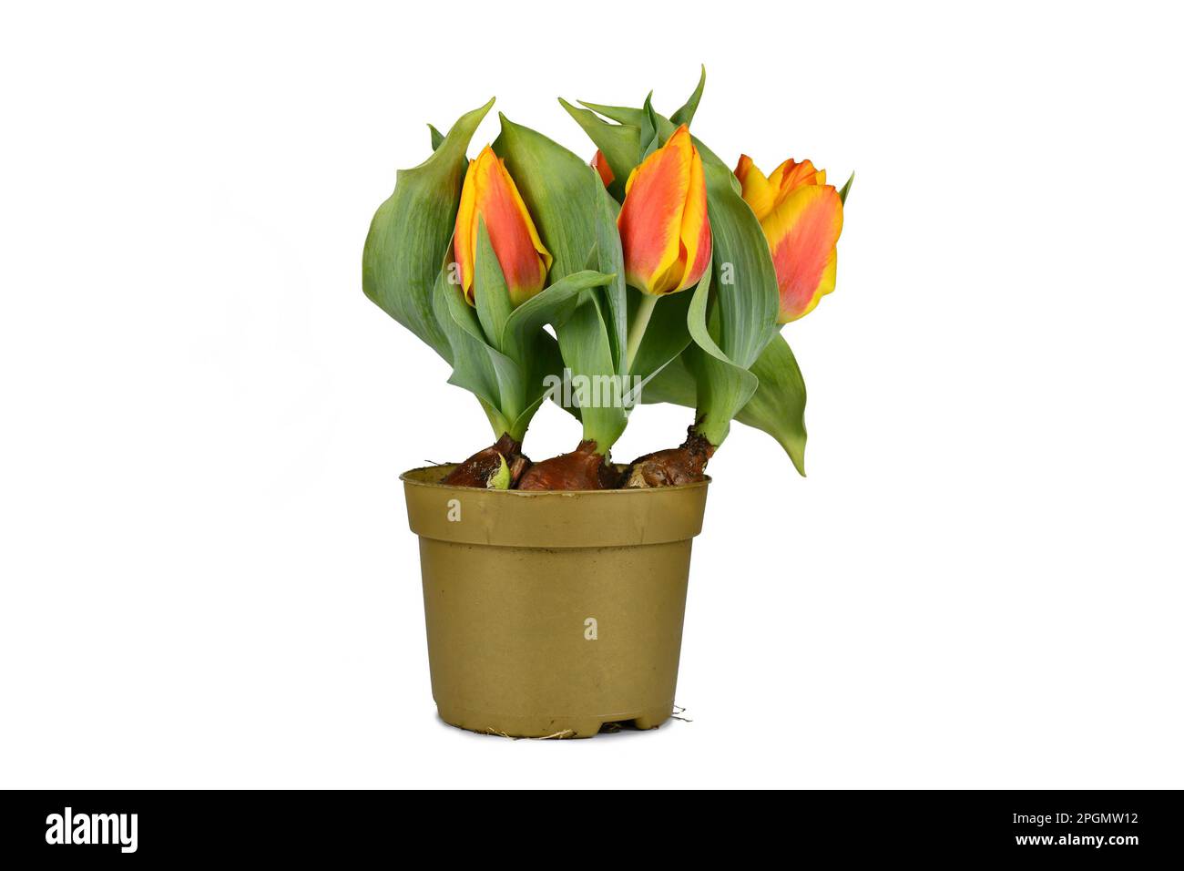 Orangefarbene und gelbe „Tulipa Flair“-Tulpe in Blumentopf auf weißem Hintergrund Stockfoto
