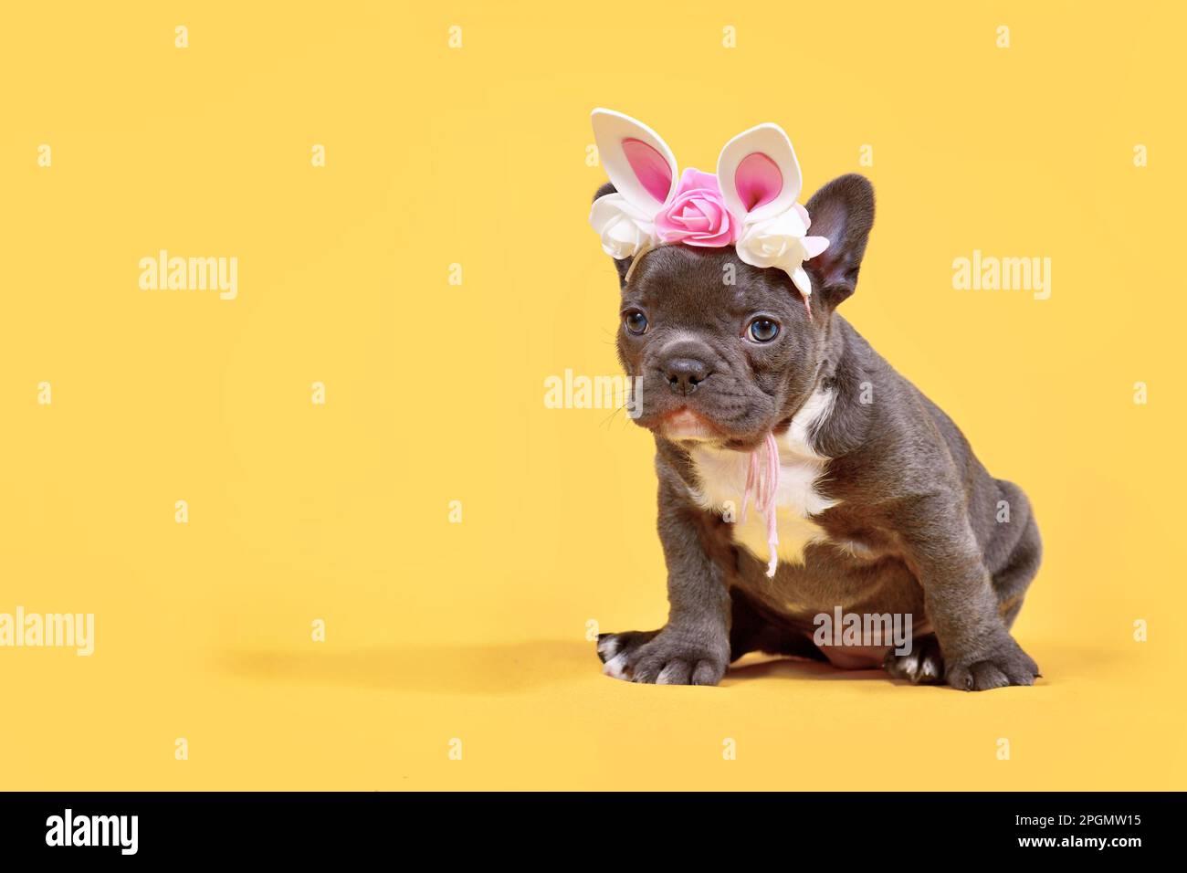Junger schwarzer französischer Bulldog mit Osterohren auf gelbem Hintergrund und Kopierbereich Stockfoto