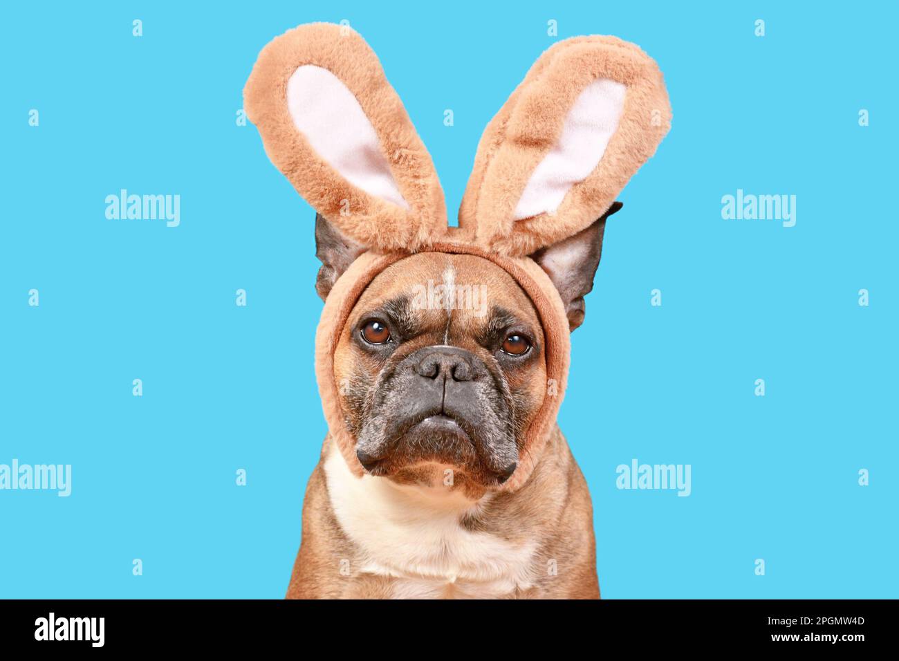 Osterhasenhund. Französischer Bulldog mit Kaninchenkostüm-Ohren auf blauem Hintergrund Stockfoto