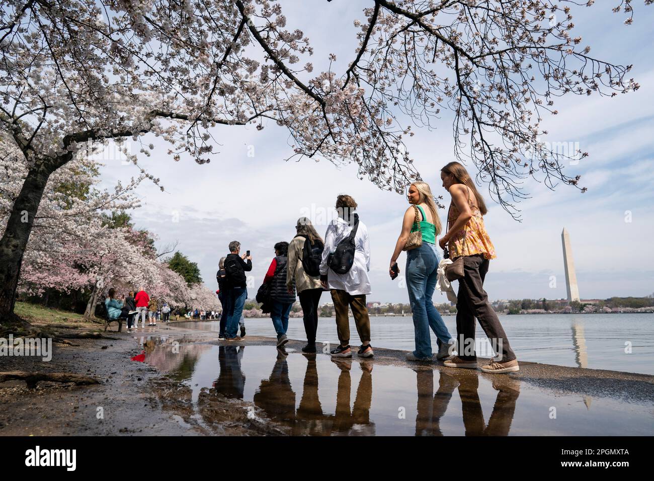 Washington, USA. 23. März 2023. Am 23. März 2023 laufen Menschen unter Kirschblüten im Tidal Basin in Washington, DC, USA. Kredit: Liu Jie/Xinhua/Alamy Live News Stockfoto