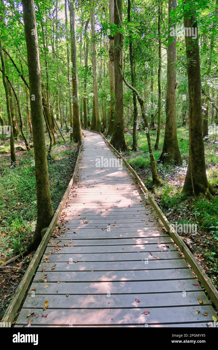 Ein hölzerner Pfad durch den alten Grundlandwald in Congaree National Stockfoto