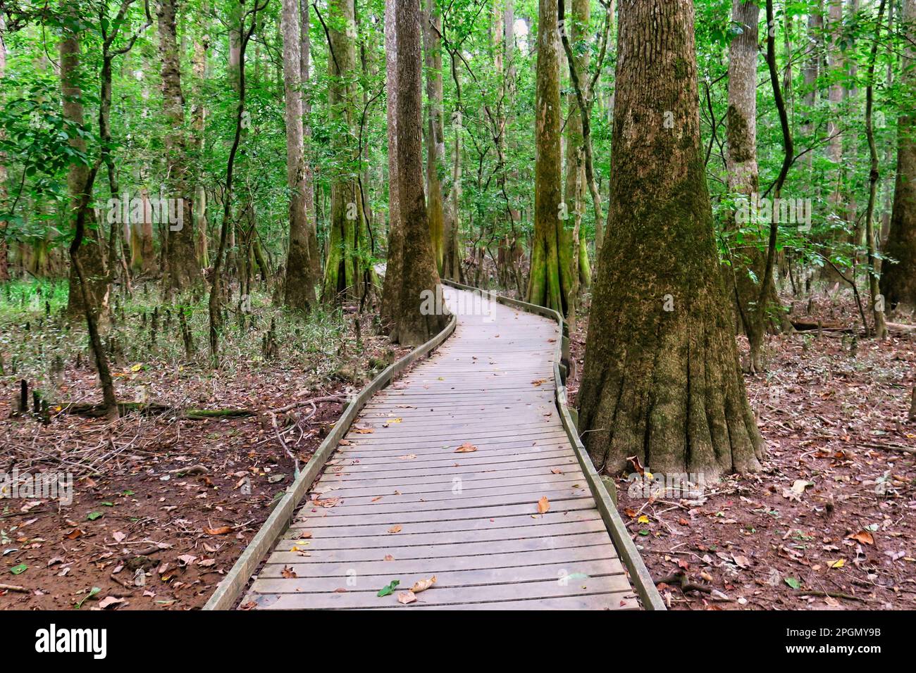 Ein Holzweg durch den alten Grundlandwald im Congaree-Nationalpark Stockfoto