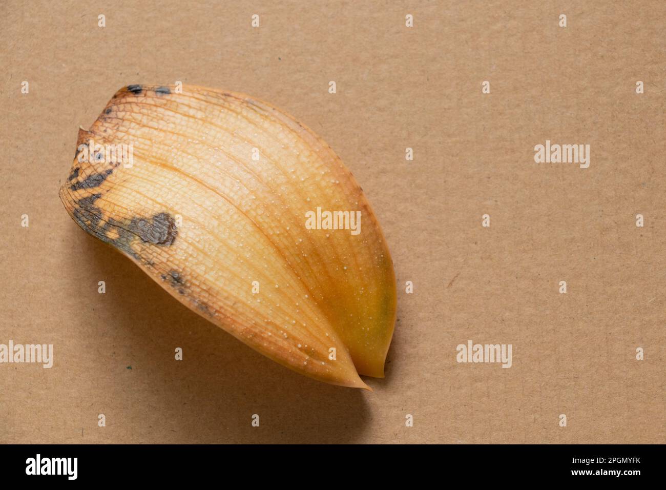 Gelbgetrocknetes Blatt einer Phalaenopsis-Blume liegt auf einem isolierten Hintergrund Stockfoto