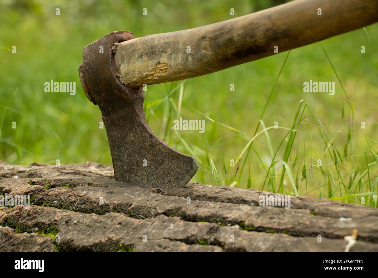 Alte Axt steht in einem Baum in einem Wald in der Sonne auf einem Grashintergrund Stockfoto