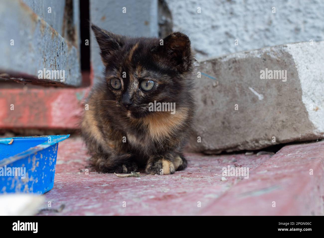 Die kleine obdachlose Katze sitzt im Frühling auf der Straße im Hof Stockfoto