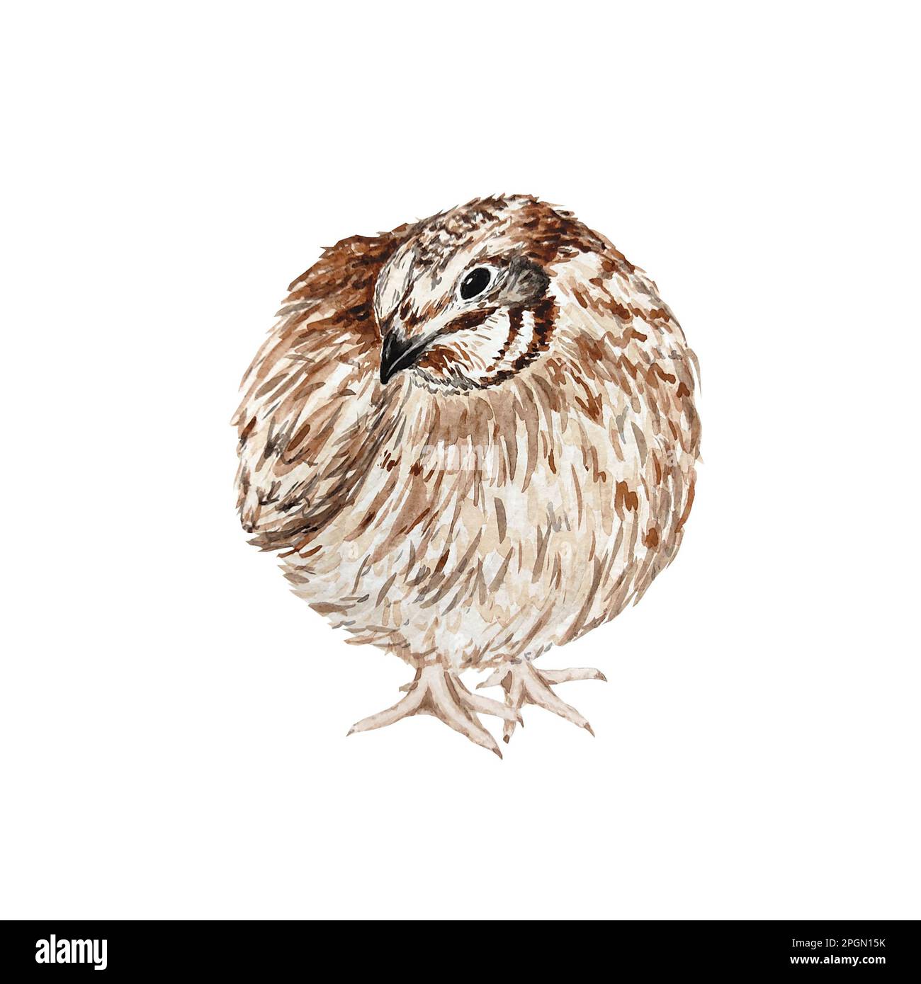 Wachtel, Vogel, Hühnchen, Aquarelle und handgezeichnete Skizze. Aquarell gemalt süße Vögel, Wachteln und Hühner isoliert auf weißem Hintergrund Stockfoto