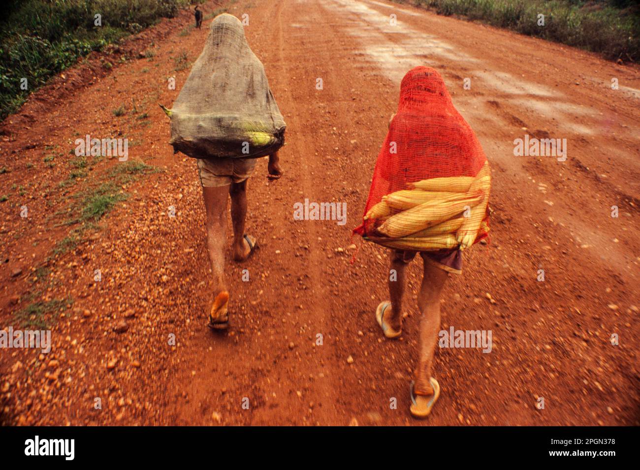 Familienbetrieb, Kinder transportieren Maiskolben an der Transamazonica Road, para State, Amazon, Brasilien. Stockfoto