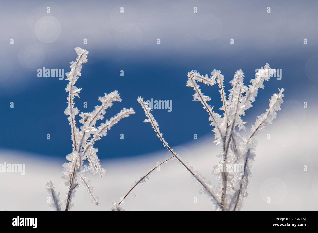 Eiskristalle auf Grashalmen an einem kalten Wintermorgen Stockfoto