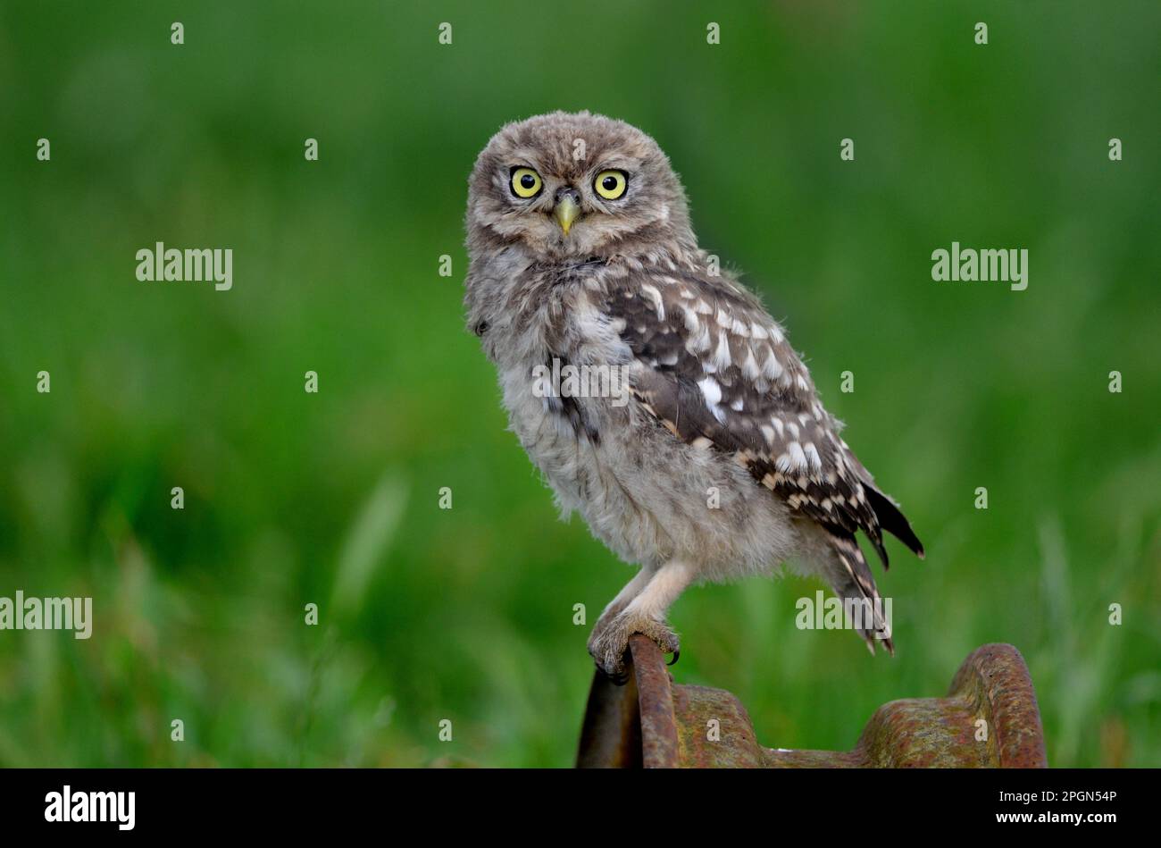 Kleine Eule Stockfoto