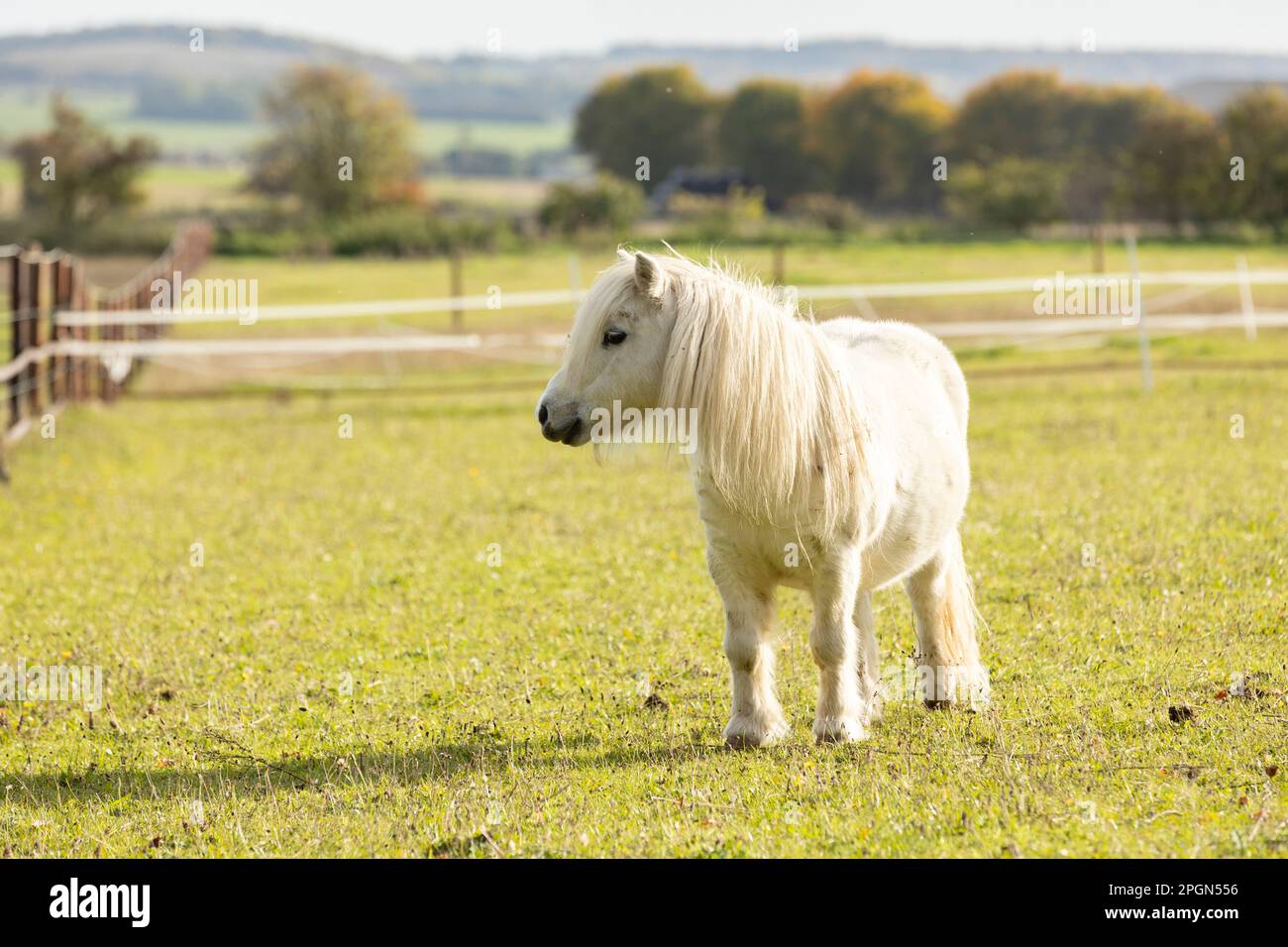 Porträt eines weißen Shetland-Ponys mit wunderschöner langer Mähne Stockfoto