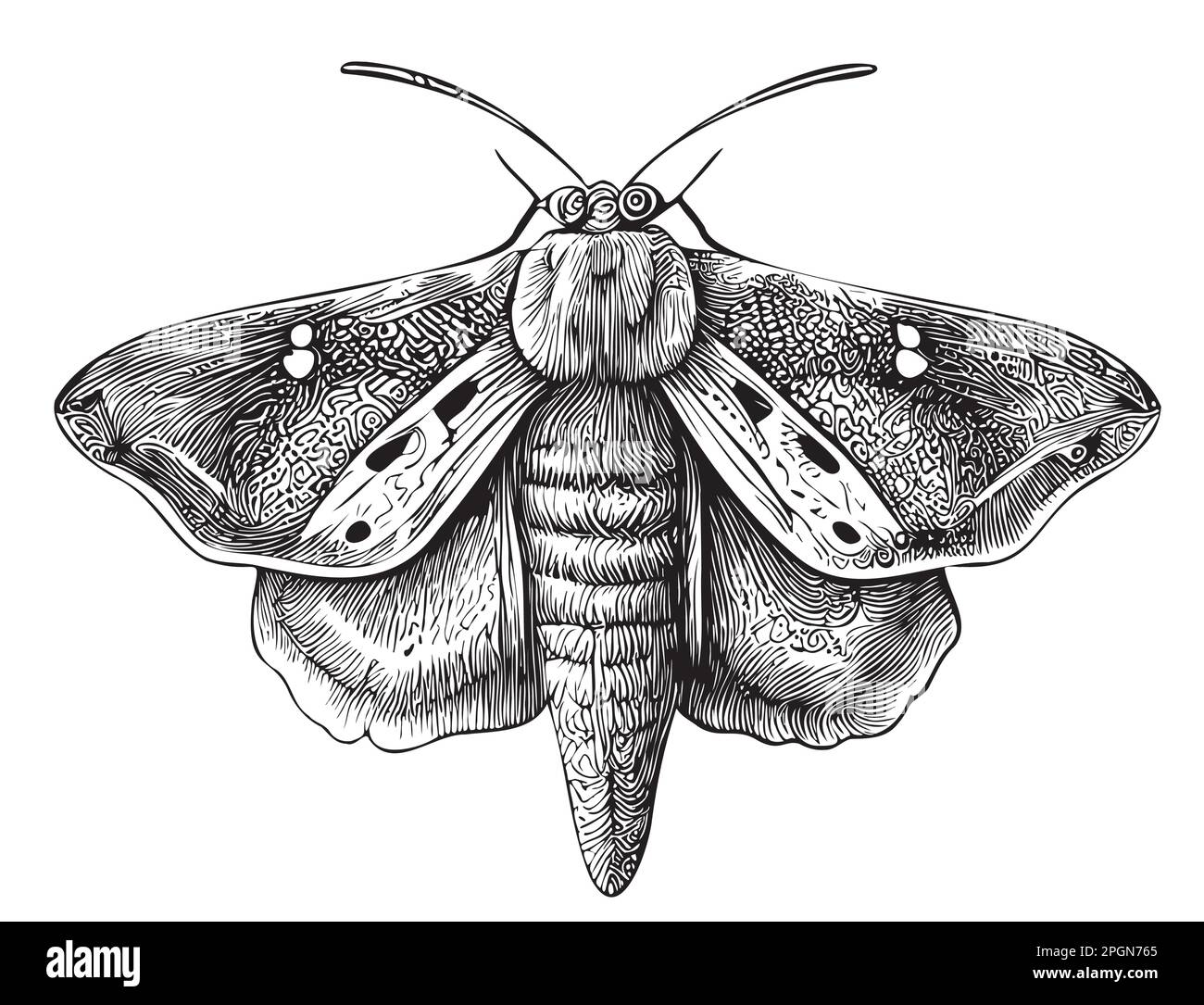 Von Hand gezeichnetes Motteninsekt in Doodle-Style-Illustration Stock Vektor