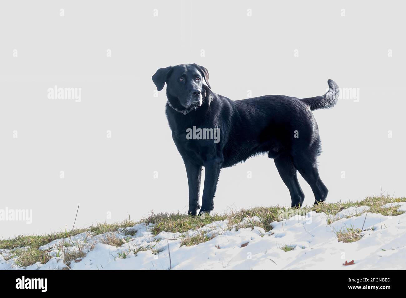Ein schwarzer labrador Retriever steht auf einem schneebedeckten Feld. Der Hintergrund ist weiß, sodass Platz zum Kopieren vorhanden ist. Stockfoto
