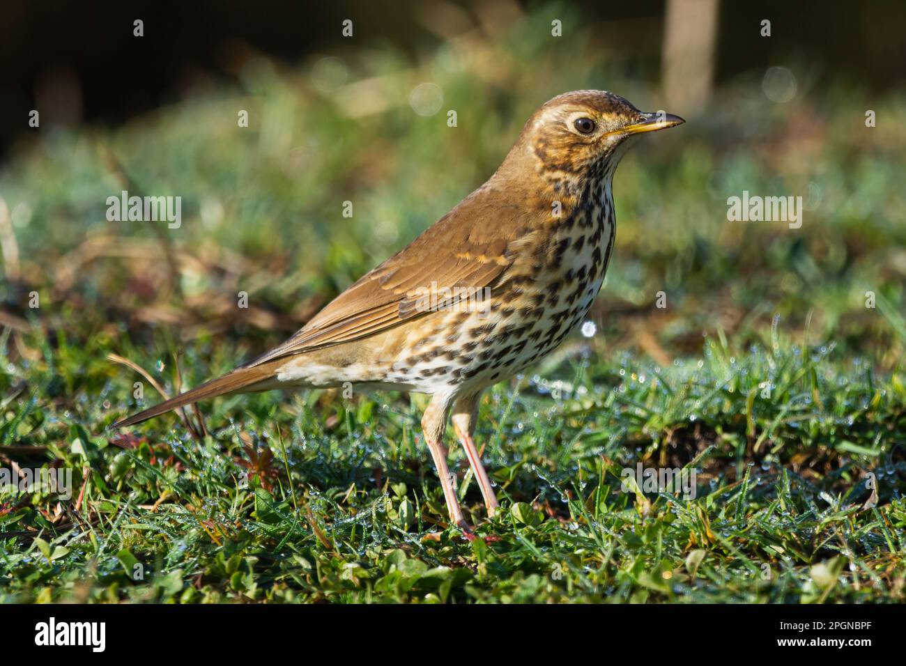Song Thrush (Turdus philomelos) an einem knackigen Frühlingsmorgen in Perth, Schottland, Großbritannien. Stockfoto