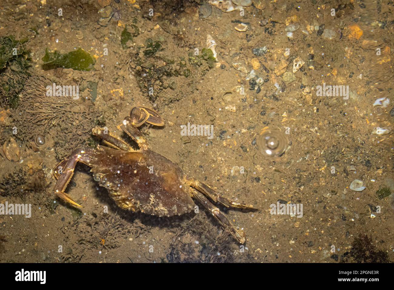 Krabben wurden am Strand ohne Bein gefunden. Stockfoto