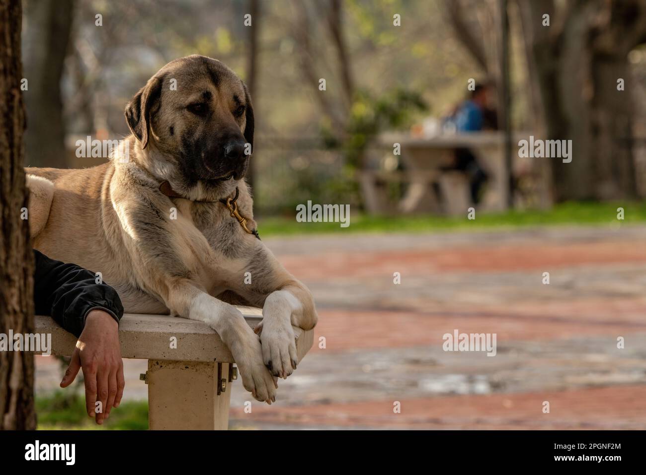 Großer Hund, der mit seinem Besitzer im Park sitzt. Großer Hund. Stockfoto