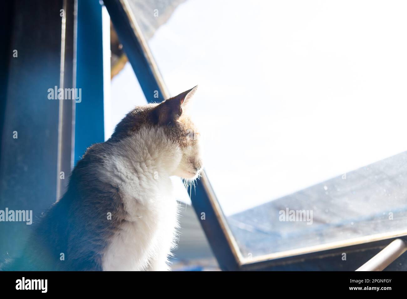 Neugierige Katze, die aus dem Fenster schaut. Bezauberndes und friedliches Haustier. Stockfoto