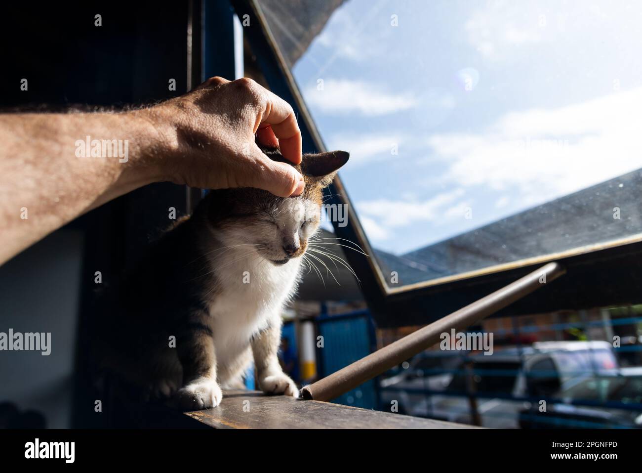 Schöne Katze auf einem Fenster, die menschliche Zuneigung empfängt. Niedliches Haustier Stockfoto