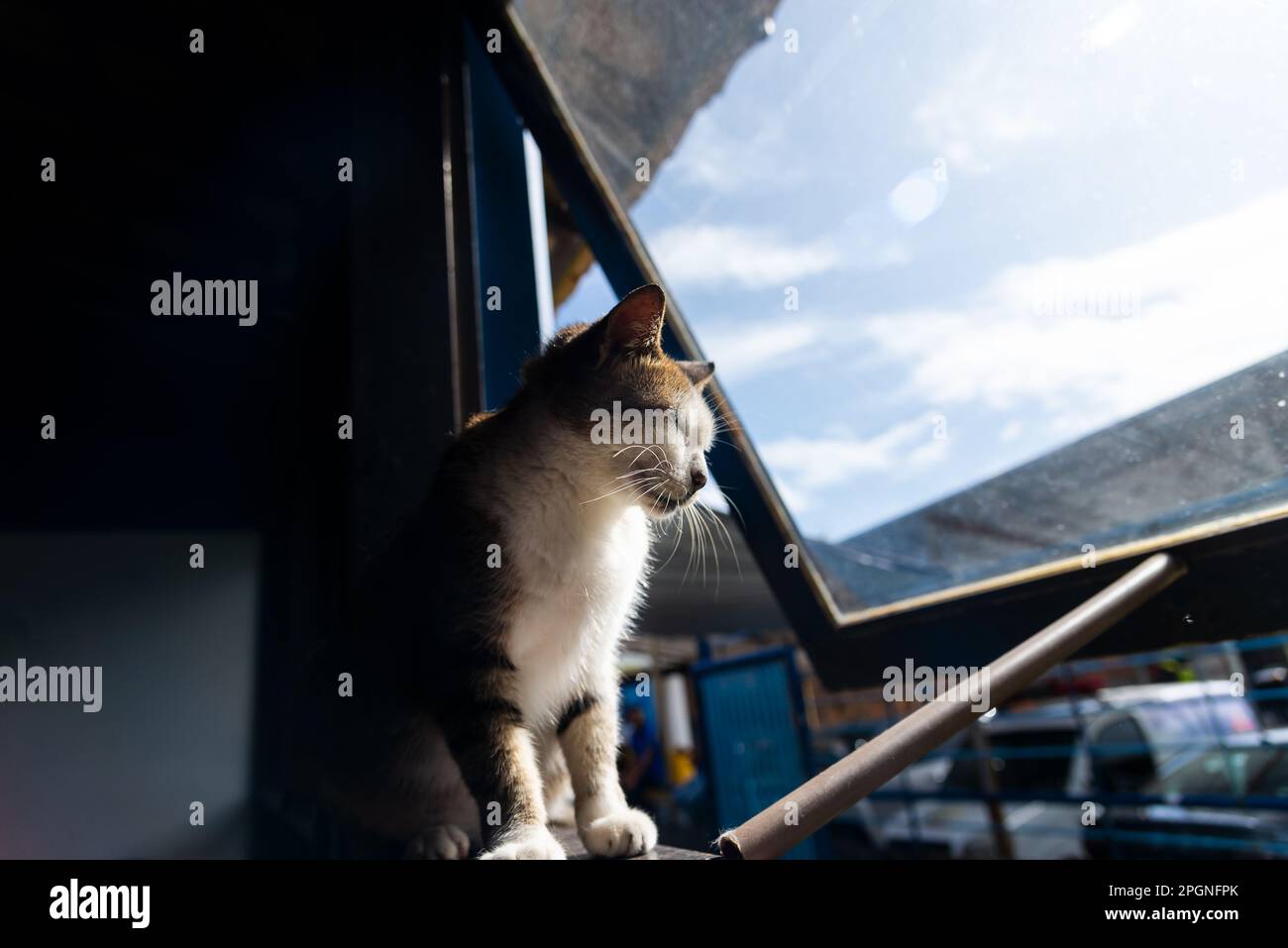 Neugierige Katze, die aus dem Fenster schaut. Bezauberndes und friedliches Haustier. Stockfoto