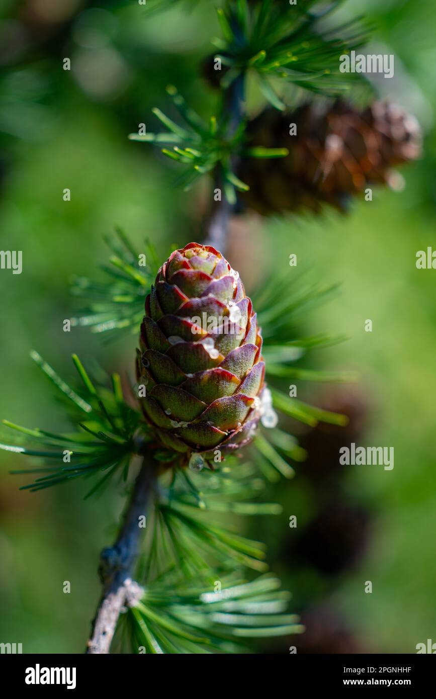 Nadelbaum Kegel Stockfoto