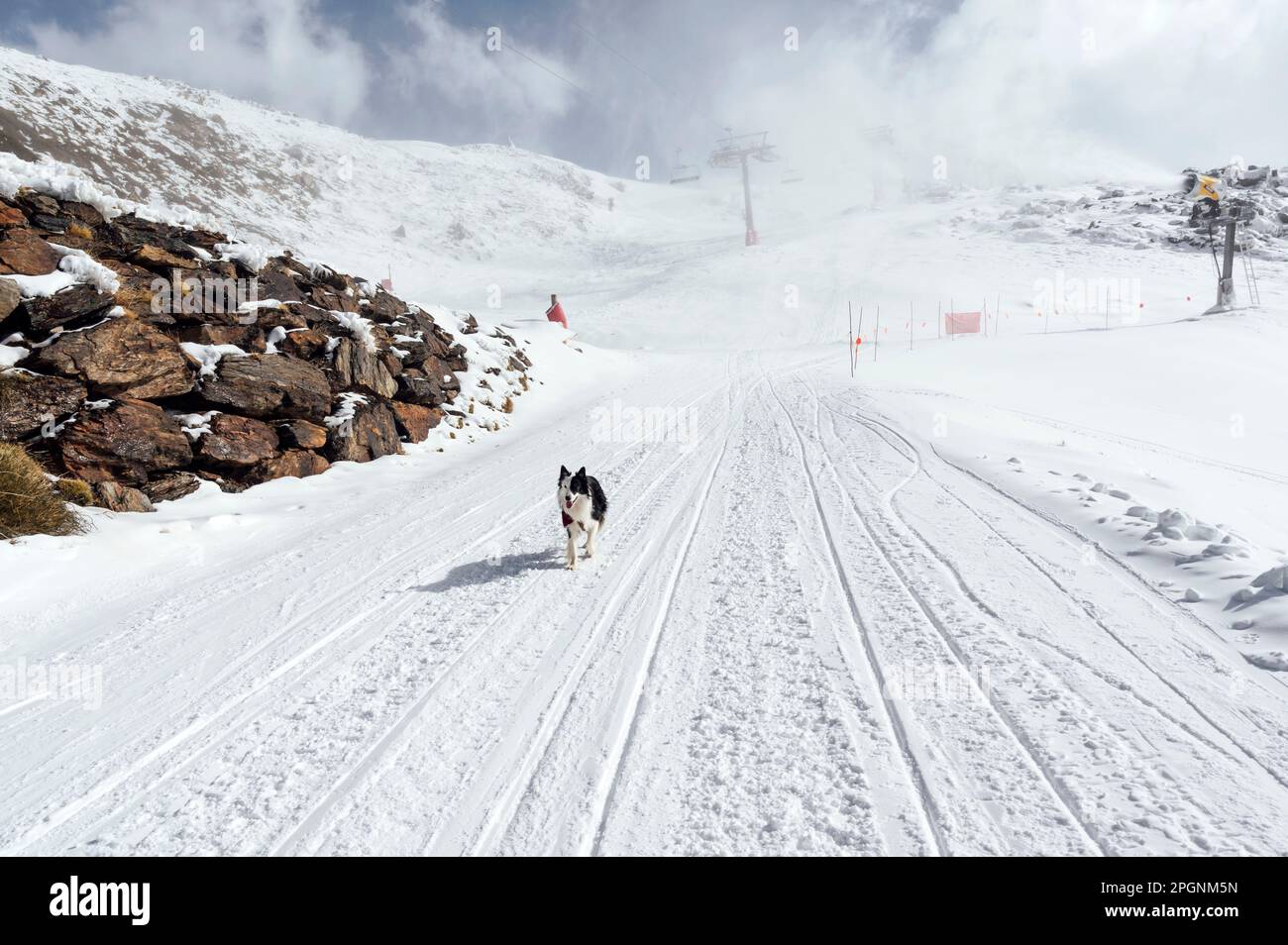 Hund, der an sonnigen Tagen auf Schnee spaziert Stockfoto