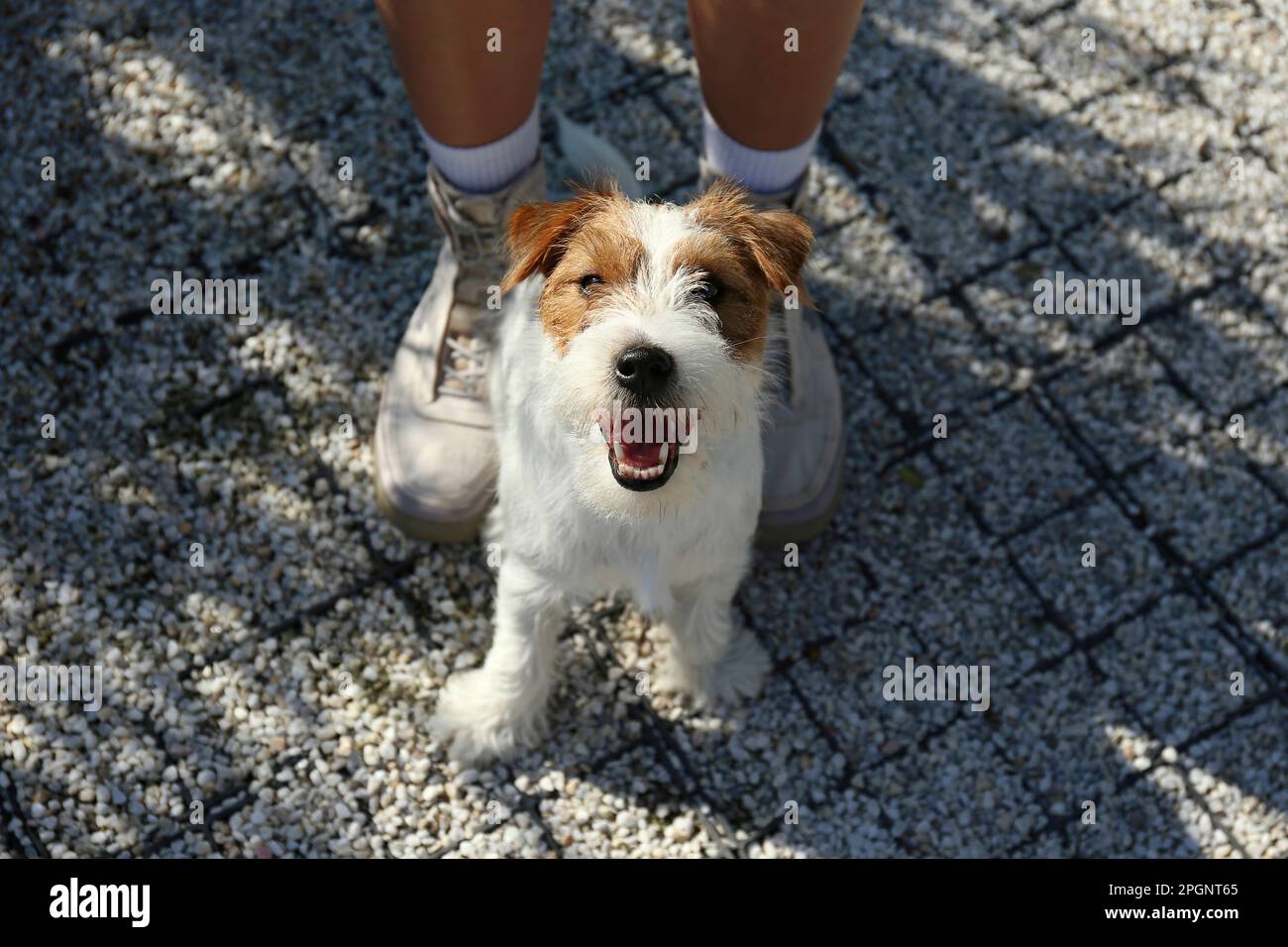 Süßer Jack Russell Terrier Welpe mit Frau im Park Stockfoto
