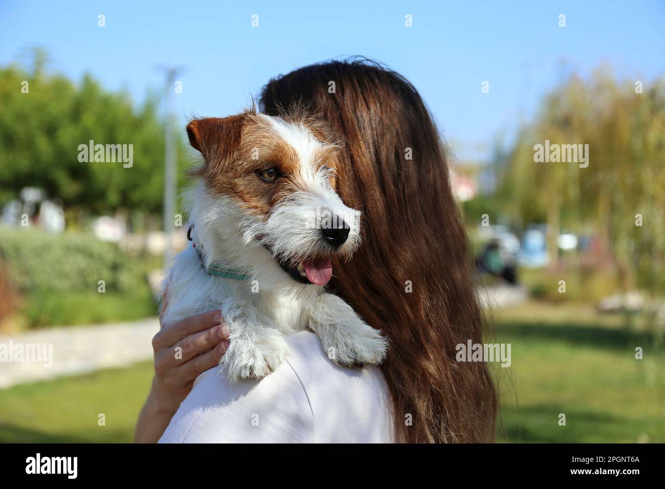 Eine Frau, die den süßen Jack Russell Terrier im Park trägt Stockfoto