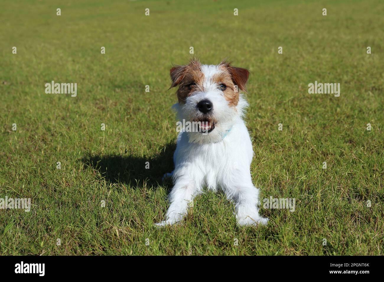 Junger Jack Russell Terrier auf Gras an sonnigen Tagen Stockfoto