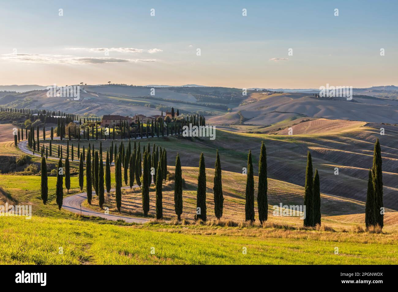 Italien, Toskana, Baumstraße im Sommer im Morgengrauen Stockfoto