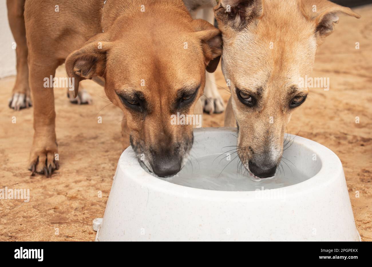 Zwei durstige Hunde teilen sich Wasser aus einer Schüssel Stockfoto