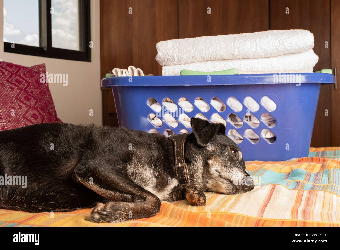 Alter Hund, der auf einem Bett liegt. Korb mit sauberen Klamotten hinter ihm Stockfoto