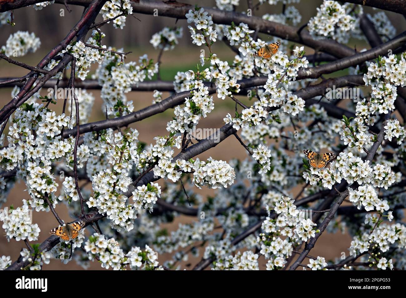 Schmetterlinge, die ersten Gäste der Blumen, die mit dem Frühling zum Leben erweckt werden, sind in den Hevsel-Gärten von Diyarbakir zu sehen. Die zum Weltkulturerbe gehörenden ökologischen Hevsel-Gärten in der türkischen Stadt Diyarbakir wurden durch die Öffnung weißer und rosafarbener Blumen, fliegende Schmetterlinge, das Pflügen von Feldern und das Werfen von Samen gefärbt. Etwa 200 verschiedene Vogelarten und viele Tiere sind in den Gärten untergebracht, die sich über eine Fläche von 700 Hektar zwischen dem Tigris River und dem Schloss Diyarbakir erstrecken. Die Gärten von Hevsel wurden 2015 von der UNESCO in die Liste des Weltkulturerbes aufgenommen. Stockfoto