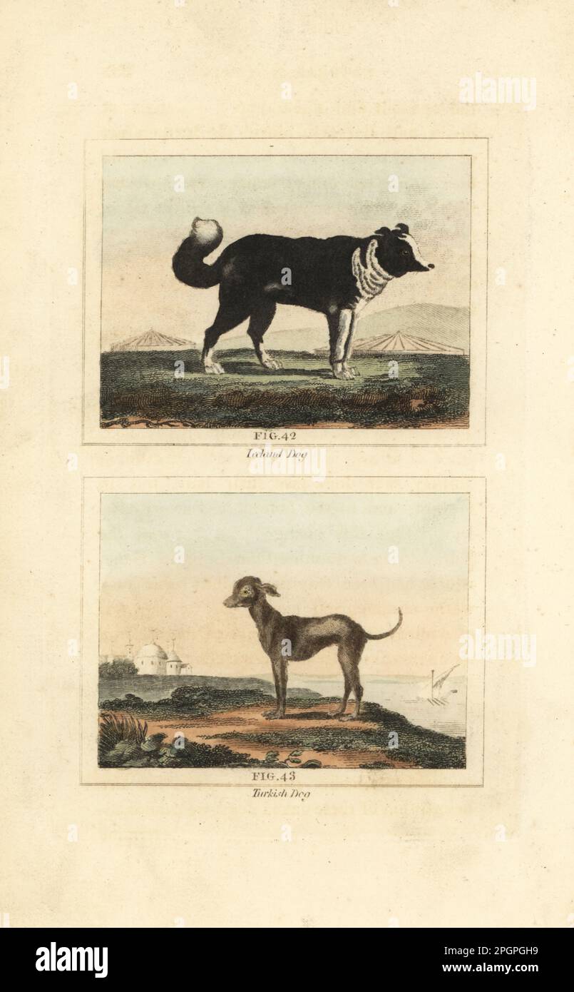Isländischer Hund 42, isländische Rasse von dicken Schäferhunden, und türkischer Hund, eine glatzköpfige Rasse von Great Dane. Canis lupus familiaris. Handfarbene Kupferplatte mit Gravur nach Jacques de Seve aus James Smith Barrs Ausgabe von Comte Buffon's Natural History, A Theory of the Earth, General History of man, Brute Creation, Gemüse, Minerals, T. Gillet, H. D. Symonds, Paternoster Row, London, 1807. Stockfoto