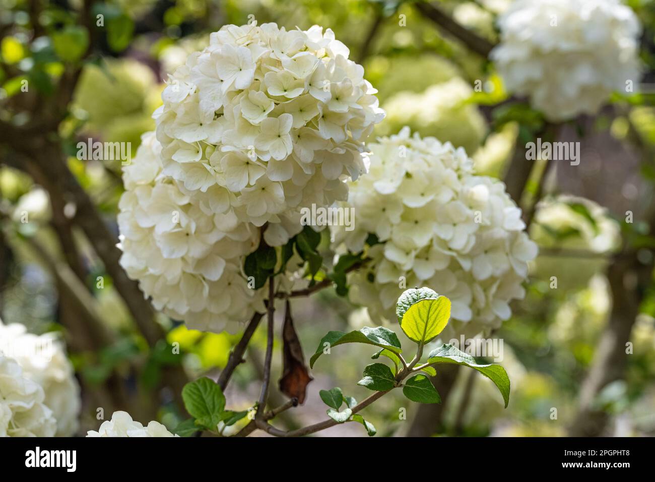 Wunderschöne weiße Hortensien blühen im Atlanta Botanical Garden in Midtown Atlanta, Georgia. (USA) Stockfoto