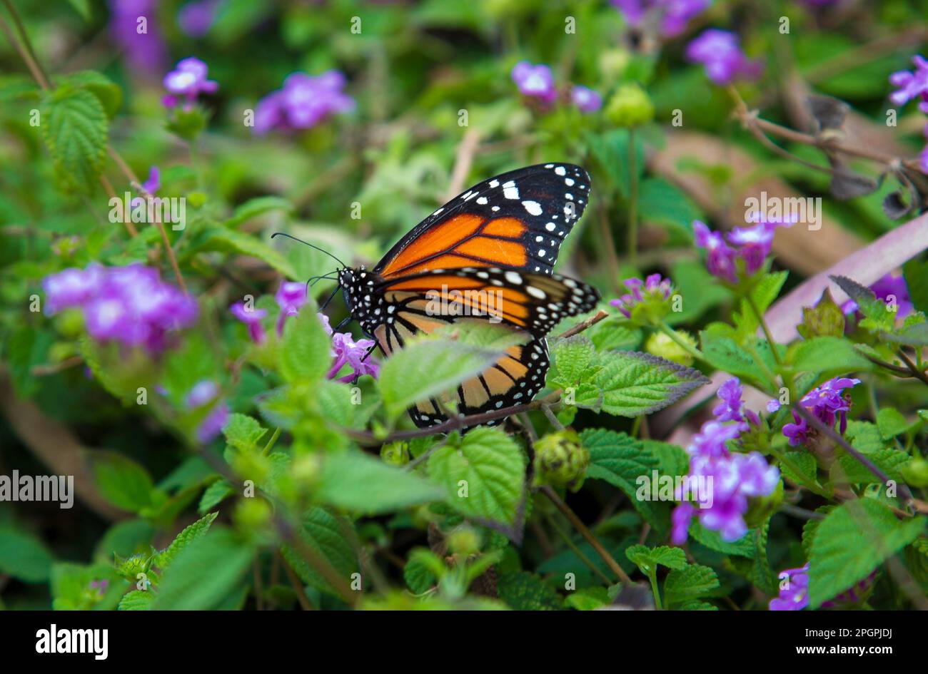 Monarch Schmetterling fliegendes Insekt Stockfoto