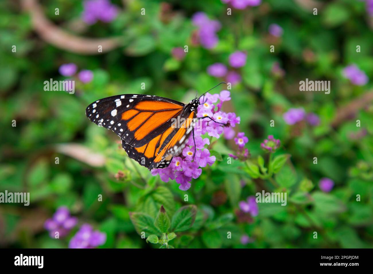 Monarch Schmetterling fliegendes Insekt Stockfoto