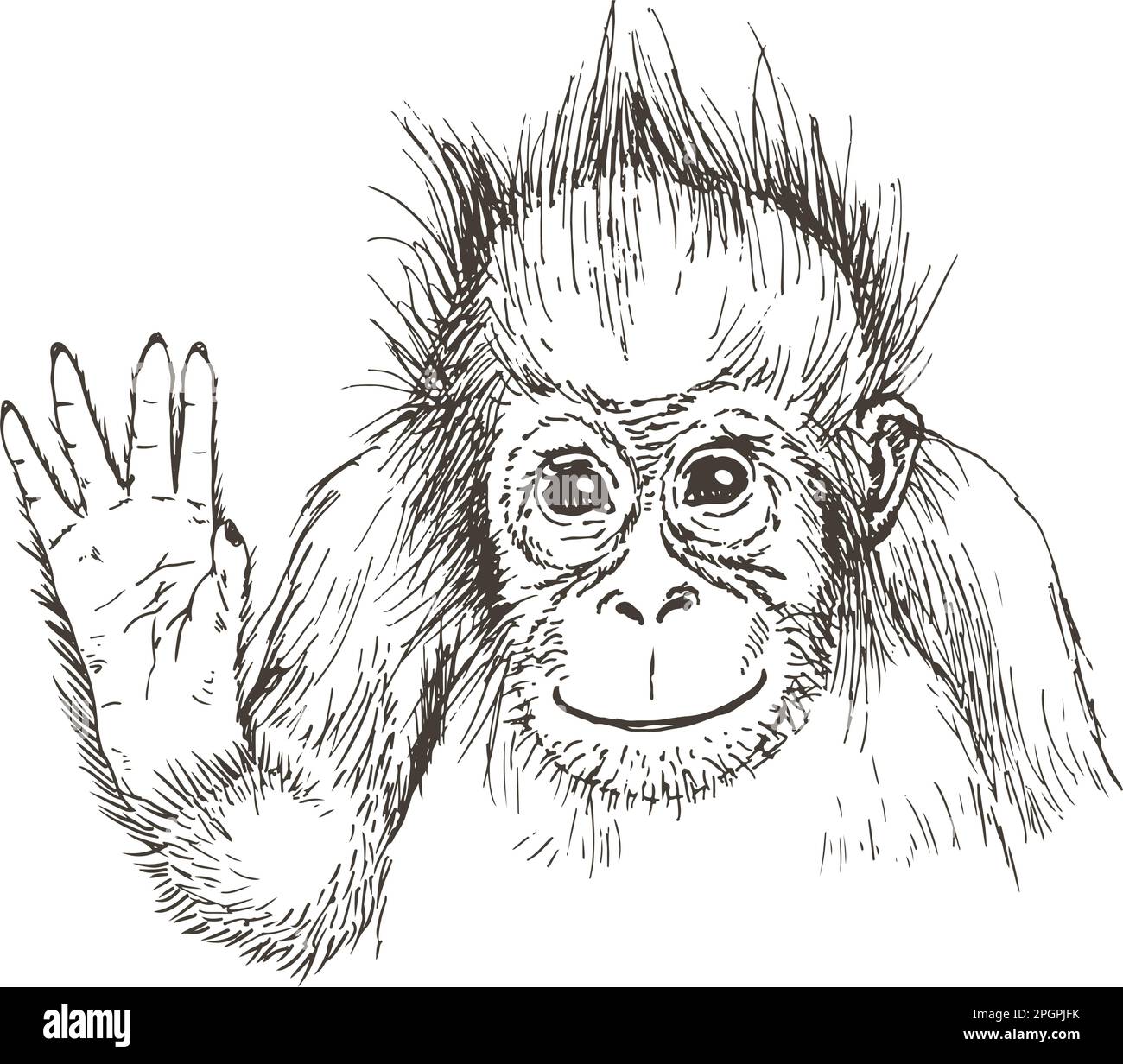 Handgezeichnete realistische Skizze von Orang-Utan. Vektordarstellung Stock Vektor