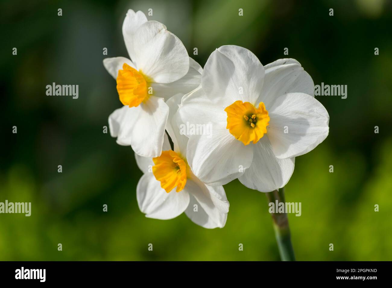 Dichter Narzisse (Narcissus Poeticus) Stockfoto