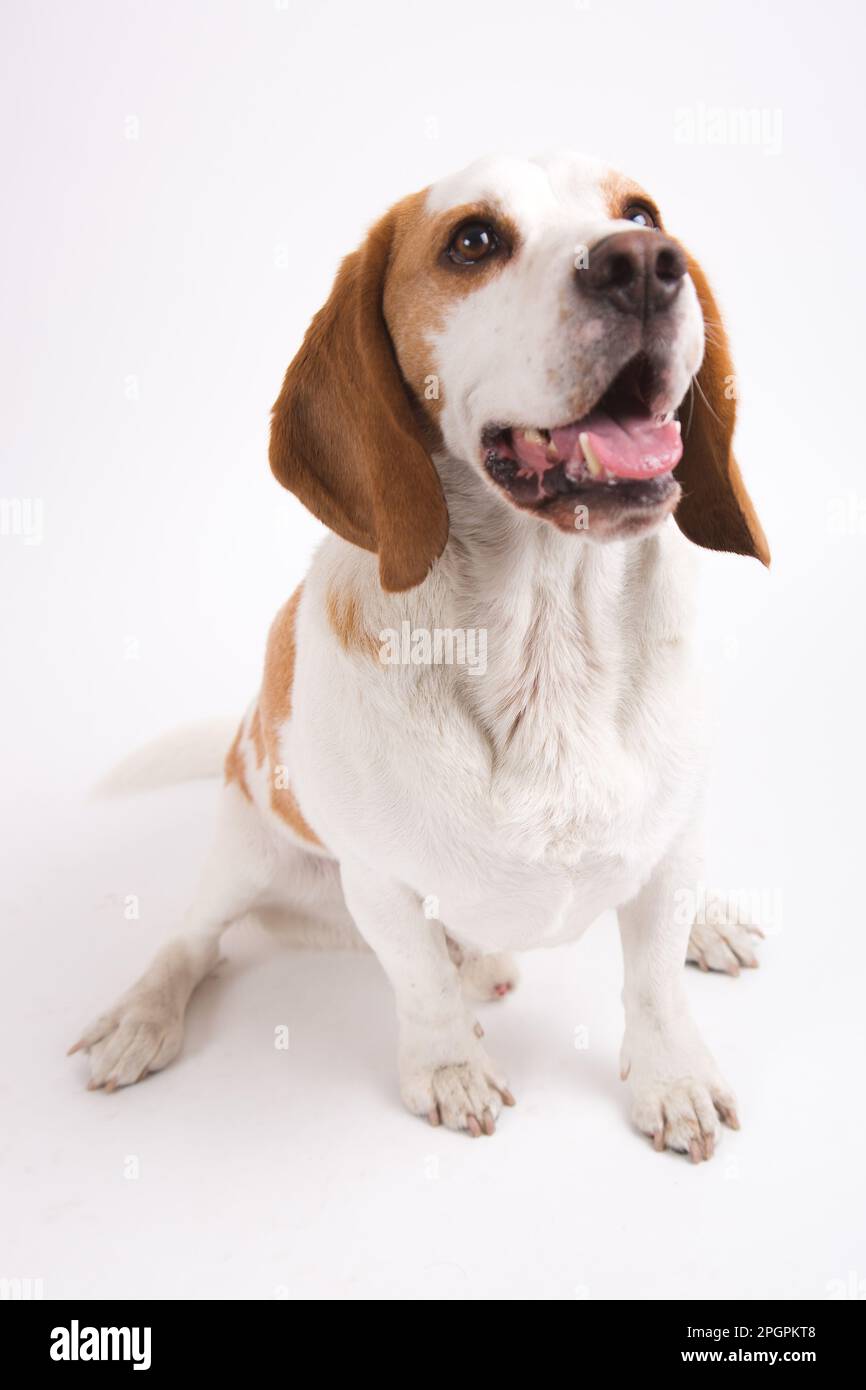 Erwachsener glücklicher Beagle Hundejäger Retriever orangefarbenes und weißes gehorsames Tier Stockfoto