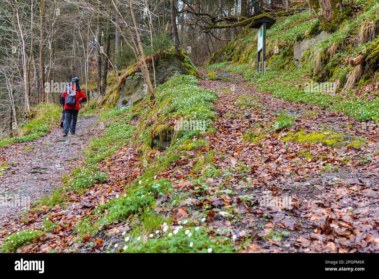 Wandern im Harz Selketal Stockfoto