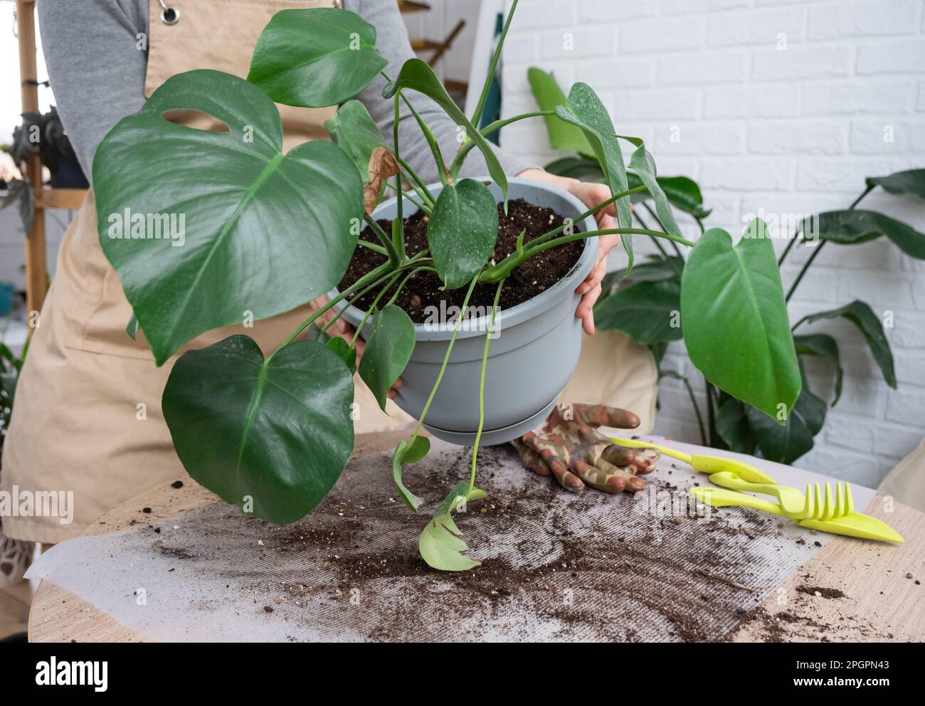 Umtopfen einer Heimpflanze Philodendron Monstera deliciosa in einen neuen  Topf im Innenraum. Die Pflege einer Topfpflanze, die Hnde aus der Nhe  Stockfotografie - Alamy