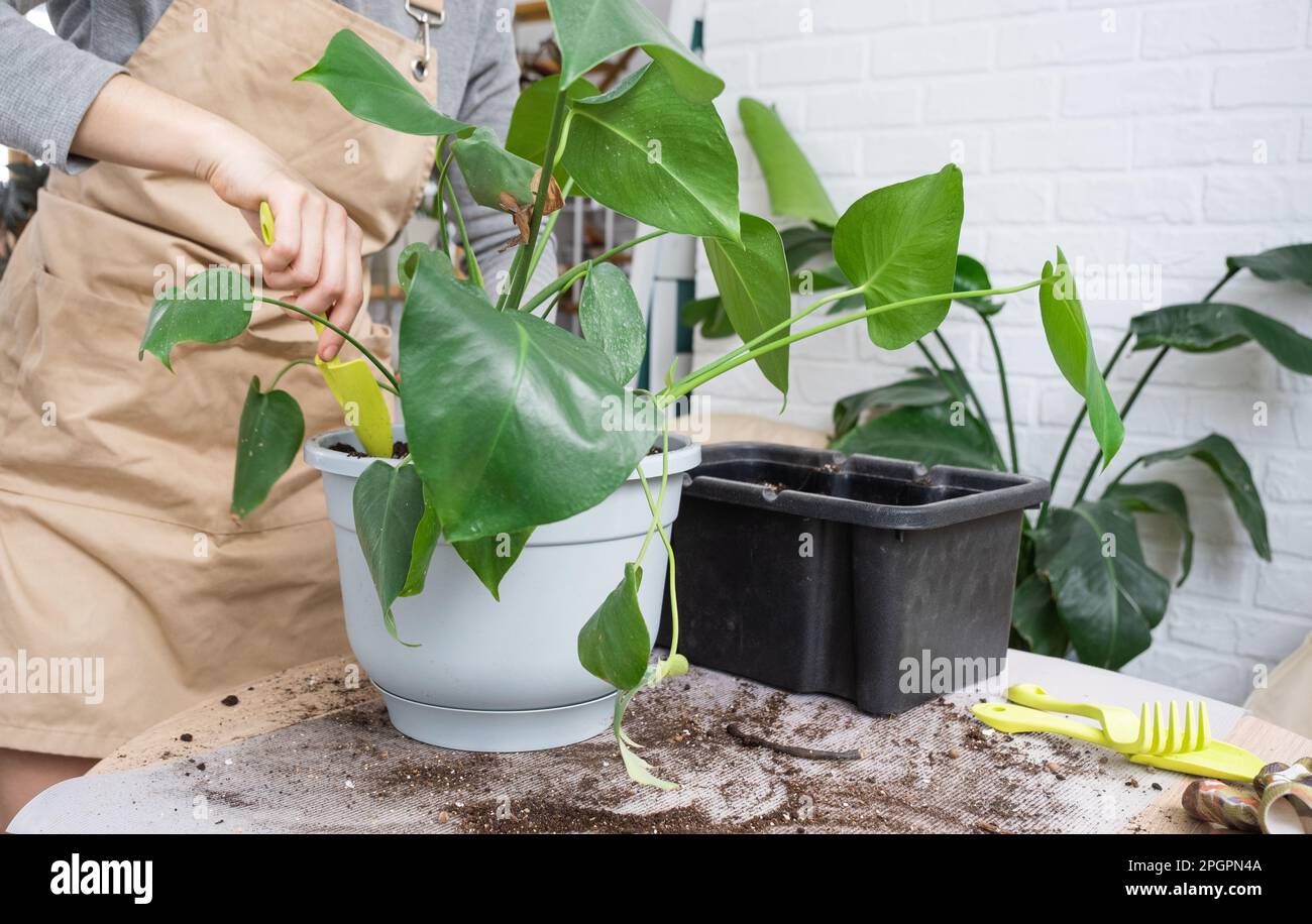philodendron 'pink princess' Shop Variegated Philodendron Pink Princess Tissue Culture Plant main image 1