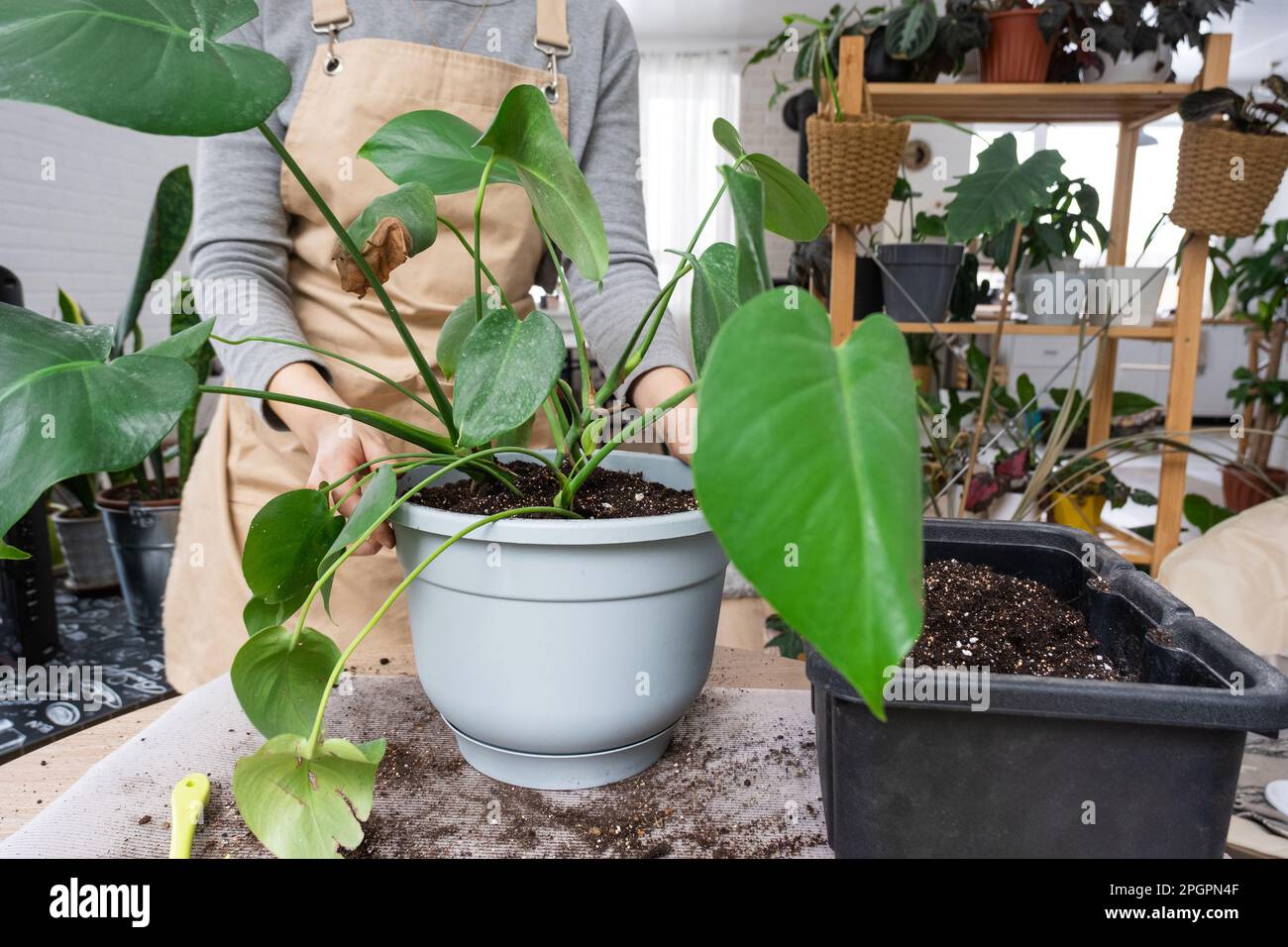 Umtopfen einer Heimpflanze Philodendron Monstera deliciosa in einen neuen  Topf im Innenraum. Die Pflege einer Topfpflanze, die Hnde aus der Nhe  Stockfotografie - Alamy
