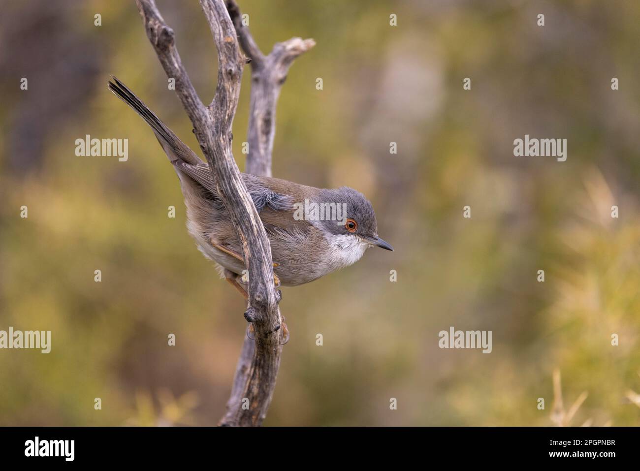 Sardinischer Krieger (Sylvia melanocephala), weiblich auf dem Ast, Valencia, Andalusien, Spanien Stockfoto