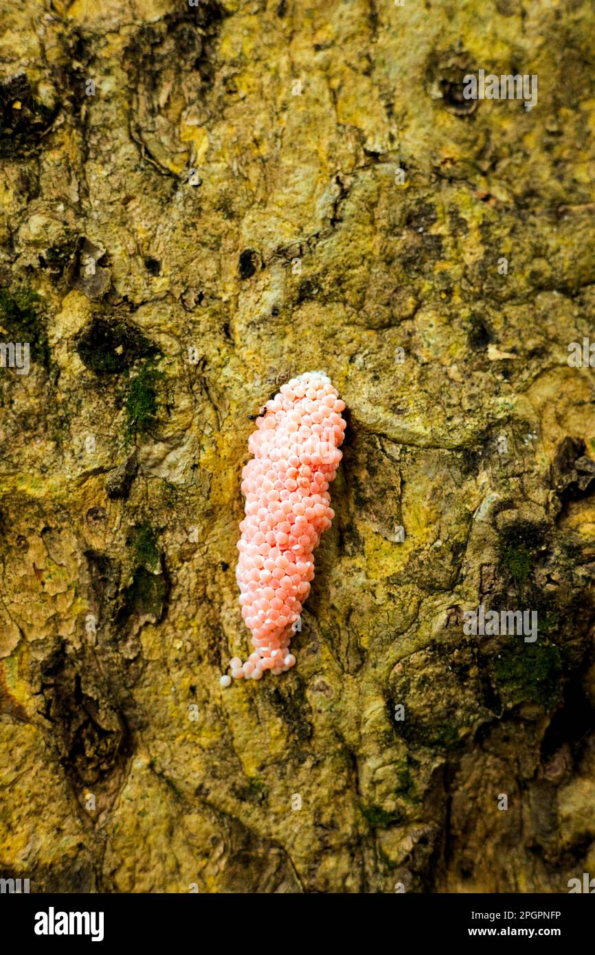 Eizellen der Wasserschnecke (Pomacea canaliculata) auf einem Baumstamm, aus dem Wasser, Mauritius Stockfoto