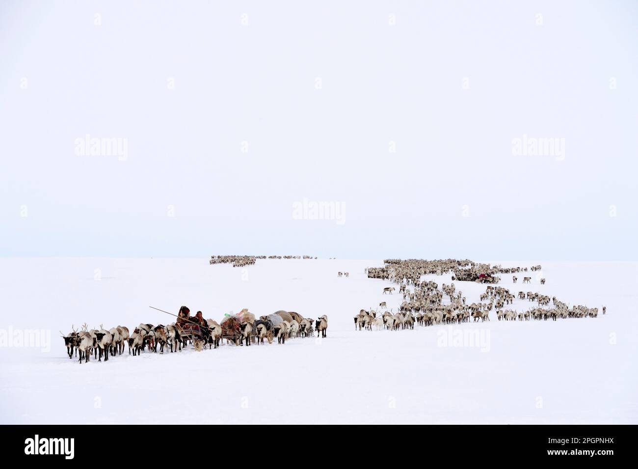 Hirten der Nenets auf ihrer Frühjahrswanderung in der Tundra mit einem Schlitten, der von Rentieren (Rangifer tarandus), Yar-Sale District, Yamal, Nordwest gezogen wird Stockfoto