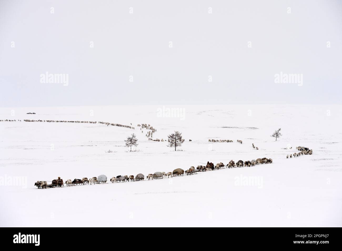 Hirten der Nenets auf ihrer Frühjahrswanderung in der Tundra mit einem Schlitten, der von Rentieren (Rangifer tarandus), Yar-Sale District, Yamal, Nordwest gezogen wird Stockfoto